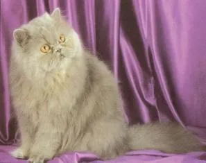 Моята котка