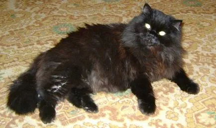 Моята котка