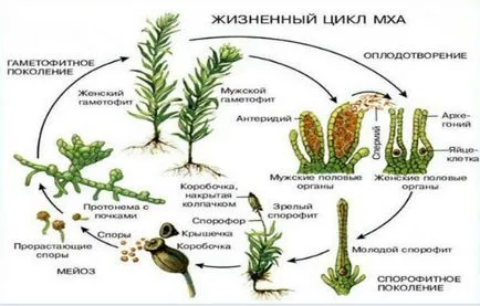Мос Кукушкин лен