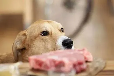 Възможно ли е да солни кучета