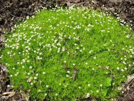 Sagina subulata (ирландски мъх), как да растат и да се грижи (30 снимки)