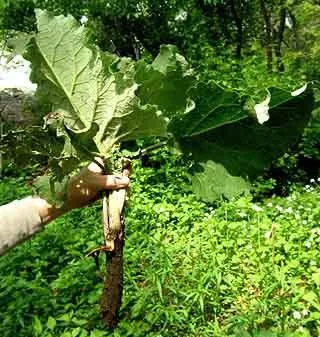 Народна рецепта за загуба на коса