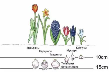 Нарцис - засаждане и грижи за цветя в градината