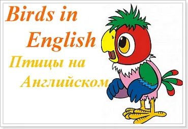 Име на птици на английски език с превод на маса