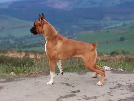 Boxer, най-хубавия охрана