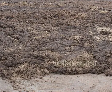 Тор, като органичен тор - рециклиране видове, използването на градината (тор) Тор, като органичен тор - рециклиране видове, използването на градината
