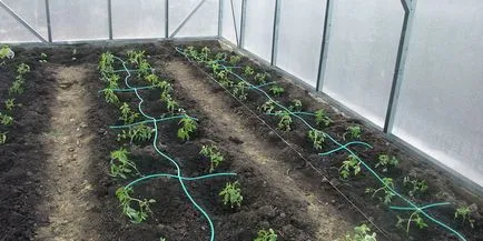 Оборудване за поливане на градината и градината пръскачки и дюзи, видове маркучи (поливане) Оборудване за поливане на градината и градината пръскачки и дюзи, видове маркучи