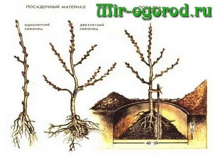 Зърнастец отглеждане и грижа