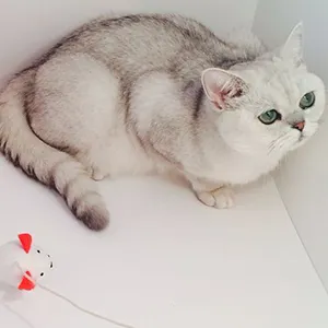Цветове шотландски котки (снимка) (таблица) (описание) murkotiki