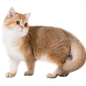 Цветове шотландски котки (снимка) (таблица) (описание) murkotiki