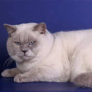Цветове шотландски котки (снимка) (таблица) (описание) murkotiki