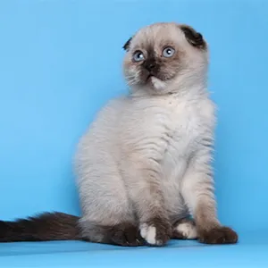 Цветове шотландски котки (снимка) (таблица) (описание) murkotiki