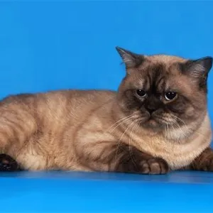 Цветове шотландски котки (снимка) (таблица) (описание) murkotiki