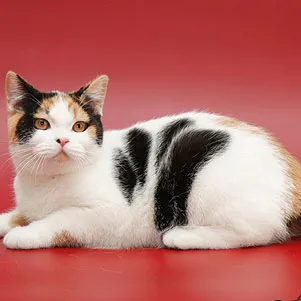Цветове шотландски котки (снимка) (таблица) (описание) murkotiki