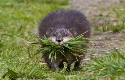 Muskrat, huntmen