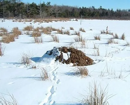 Muskrat, huntmen