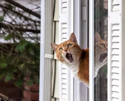 Windows и безопасни за котки балкони