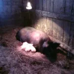 Фароу прасе ражда като прасе, като прасета и носи много повече