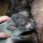 Фароу прасе ражда като прасе, като прасета и носи много повече
