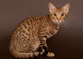 Описание котка порода Ocicat и грижи