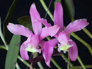 Cattleya Orchid - грижи в дома Cattleya размножаване и пресаждане, сортове Cattleya (сортове) Cattleya Orchid - грижи в дома Cattleya размножаване и пресаждане, разновидности на Cattleya