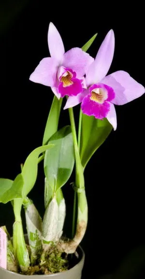 Cattleya Orchid снимки и грижи у дома за различни видове Cattleya (снимка) Cattleya Orchid снимки и се грижат у дома за различни видове Cattleya