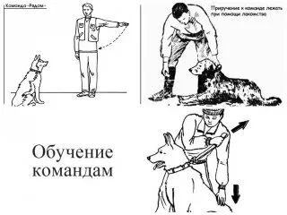 Основи на обучение кучета и кученца ловни видео курс - обучение за работа в земи