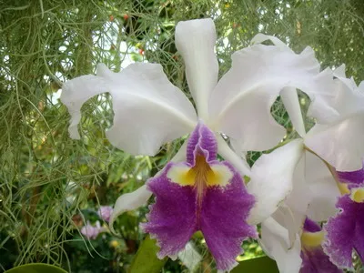 Cattleya Orchid снимки и грижи в дома за различни видове Cattleya (грижи) Cattleya Orchid снимки и се грижат у дома за различни видове Cattleya