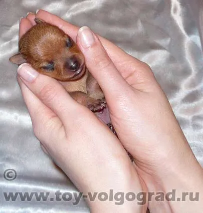 За размножават български Toy Terrier