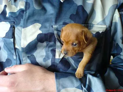 За размножават български Toy Terrier
