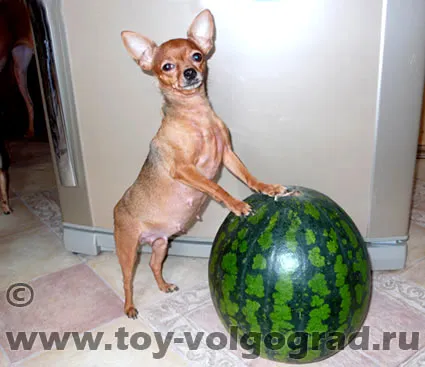 За размножават български Toy Terrier
