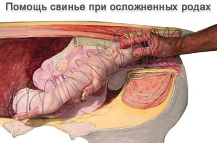 Фароу прасе ражда като прасе, като прасета и носи много повече
