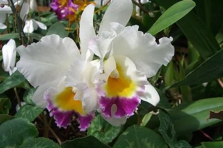 Cattleya описание орхидея и особености на отглеждане (Cattleya грижи у дома) Орхидея Cattleya описание и характеристики на култивиране