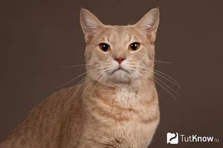 Описание котка порода Ocicat и грижи