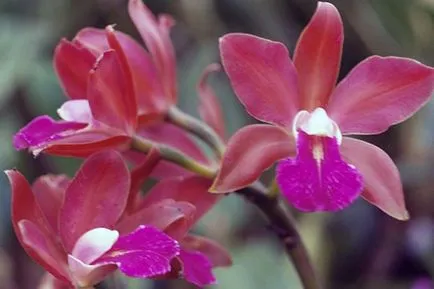 Cattleya описание орхидея и особености на отглеждане (Cattleya грижи у дома) Орхидея Cattleya описание и характеристики на култивиране