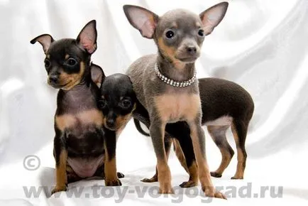 За размножават български Toy Terrier