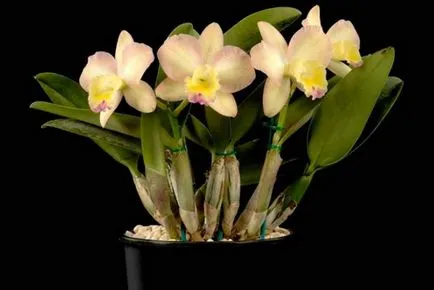 Orchid Cattleya описание и характеристики на отглеждане (Cattleya цвете) Орхидея Cattleya описание и характеристики на култивиране