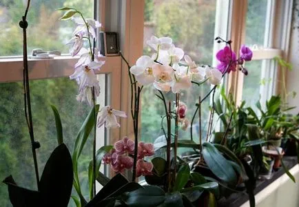 Orchid в дома особено нарастващата