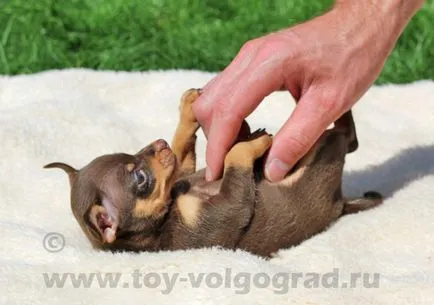 За размножават български Toy Terrier