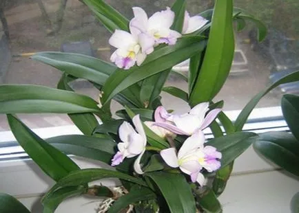 Cattleya Orchid снимки и грижи у дома за различни видове Cattleya (Cattleya) Cattleya Orchid снимки и се грижат у дома за различни видове Cattleya