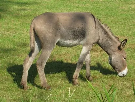 Donkey съдържание магаре в дома, 10 интересни факти за къщата, в zhivotnomsvoy на селото
