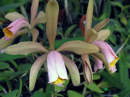 Cattleya Orchid - грижи в дома Cattleya размножаване и пресаждане, разнообразие Cattleya (Cattleya) Cattleya Orchid - грижи в дома Cattleya размножаване и пресаждане, разновидности на Cattleya