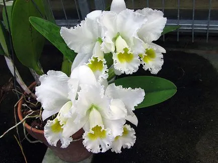 Cattleya Orchid - грижи в дома Cattleya размножаване и пресаждане, разнообразие Cattleya (възпроизвеждане) Cattleya Orchid - грижи в дома Cattleya размножаване и пресаждане, разновидности на Cattleya