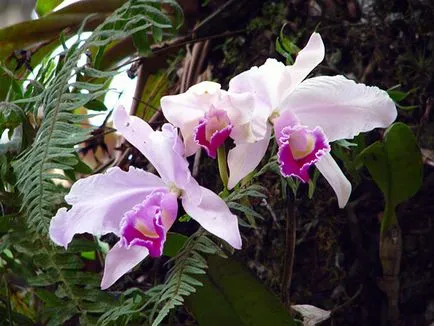 Cattleya Orchid - грижи в дома Cattleya размножаване и пресаждане, разнообразие Cattleya (условия) Cattleya Orchid - грижи в дома Cattleya размножаване и пресаждане, разновидности на Cattleya