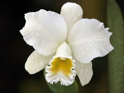 Cattleya Orchid - грижи в дома Cattleya размножаване и пресаждане, разнообразие Cattleya (условия) Cattleya Orchid - грижи в дома Cattleya размножаване и пресаждане, разновидности на Cattleya