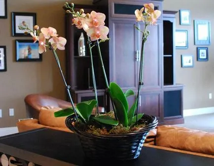 Orchid в дома особено нарастващата