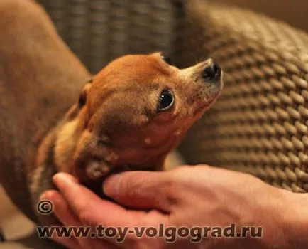 За размножават български Toy Terrier