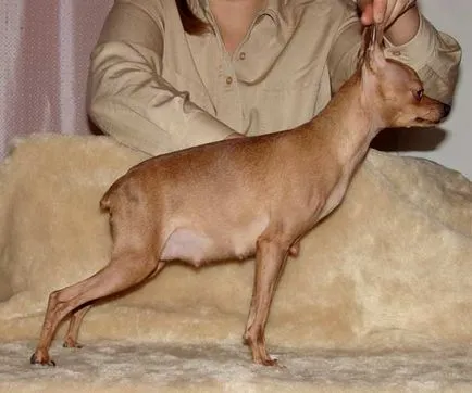 За размножават български Toy Terrier