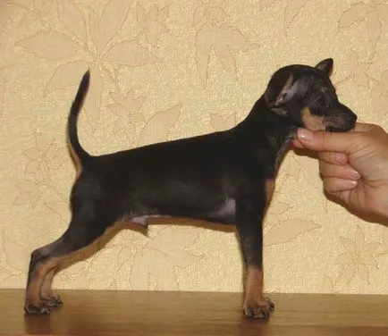 За размножават български Toy Terrier