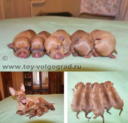 За размножават български Toy Terrier